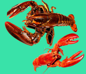 Difference Between Maine and Canadian Lobster