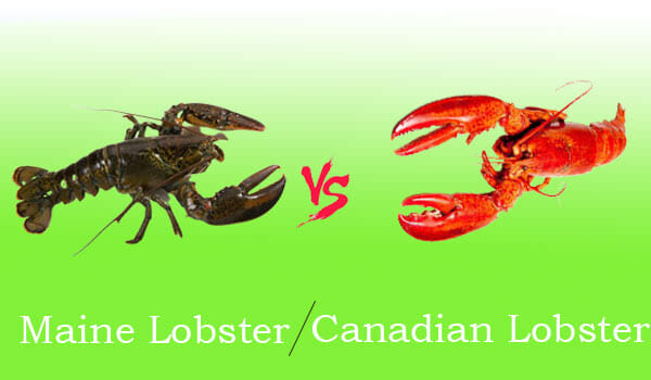 Maine Lobster vs. Canadian Lobster