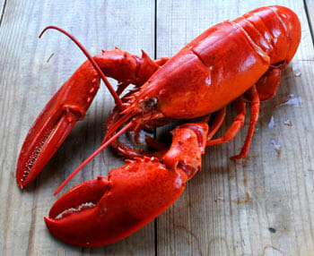 What is Canadian Lobster